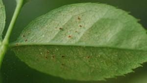 ��������� ����: ��� ������������ � ���������� ���������