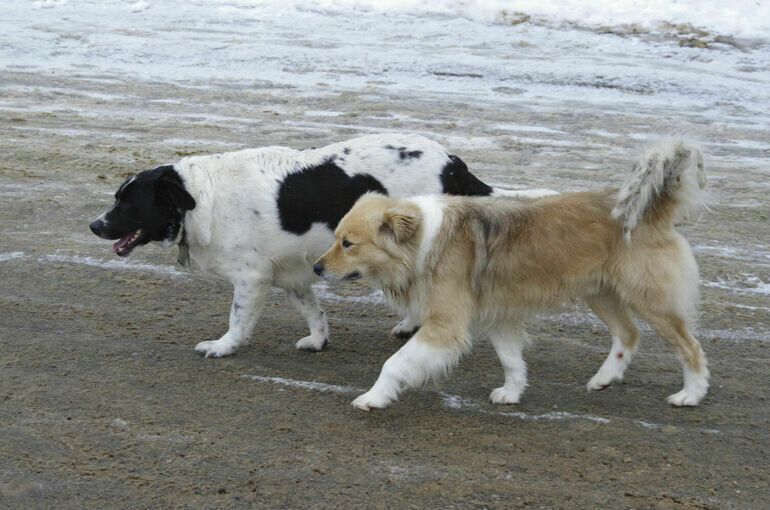 ������������ �������� �������� �� ����������� ���� ���������� �������� � ���� ���