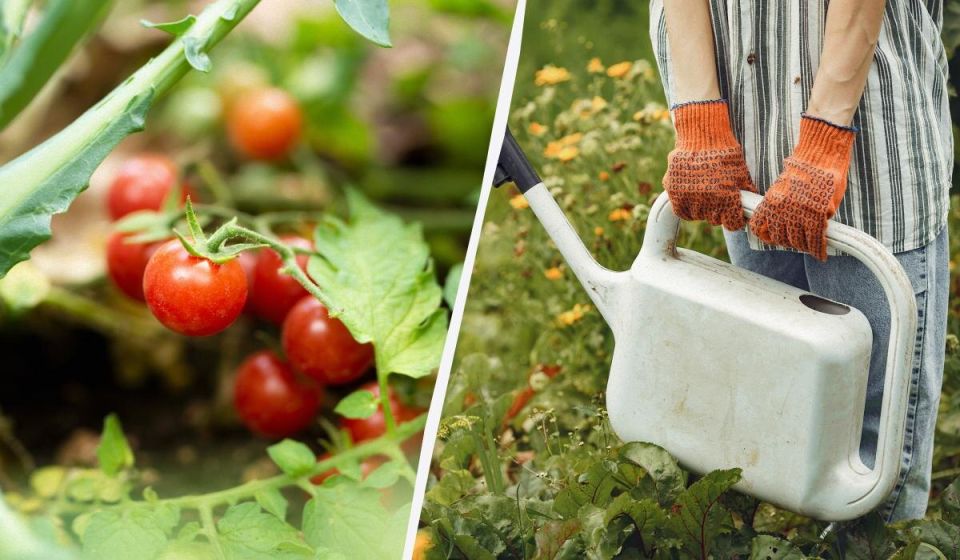 ����� ��������� � ����: ��� ����� ����� ��������