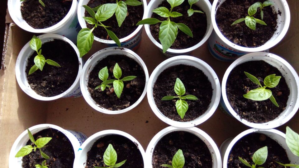 ��� ��������� ������� ������� ����� � 2026 ���� �� ���������� �����