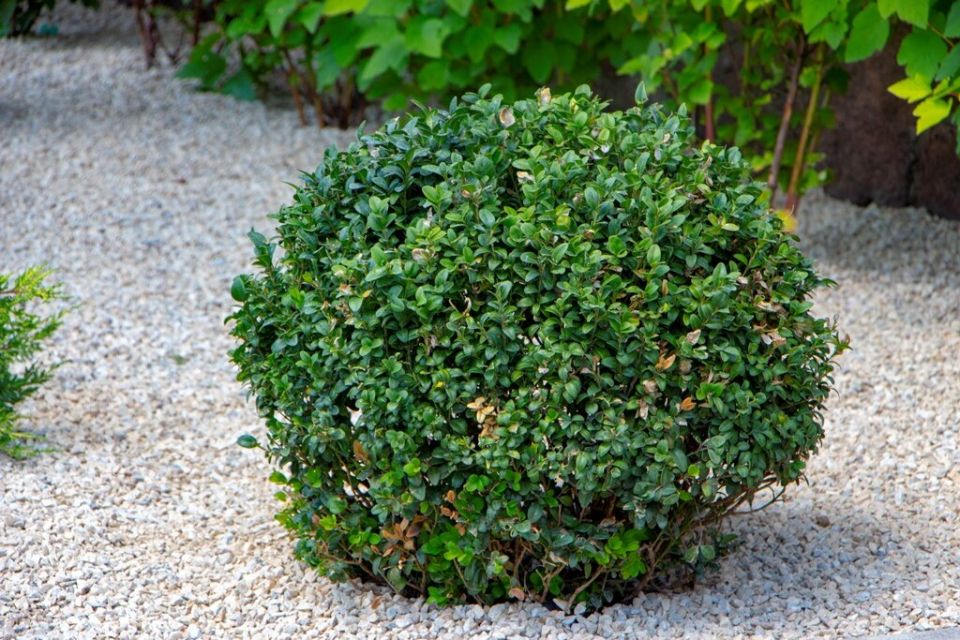 ����������� �������: ��� ����� �����