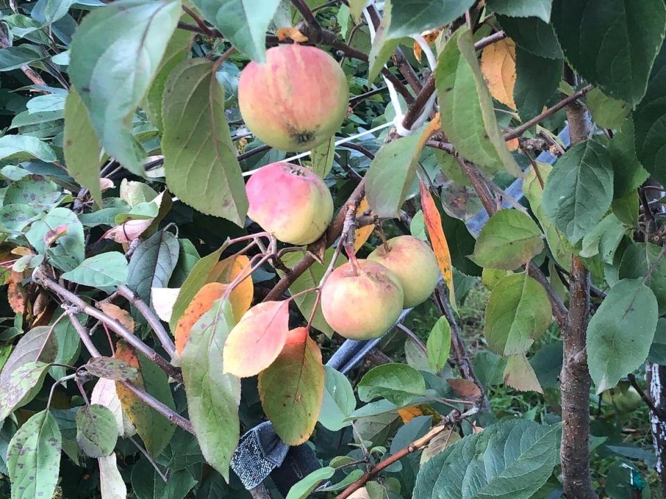 ��� ������� ��������� ������ ����� �������� ��� ������