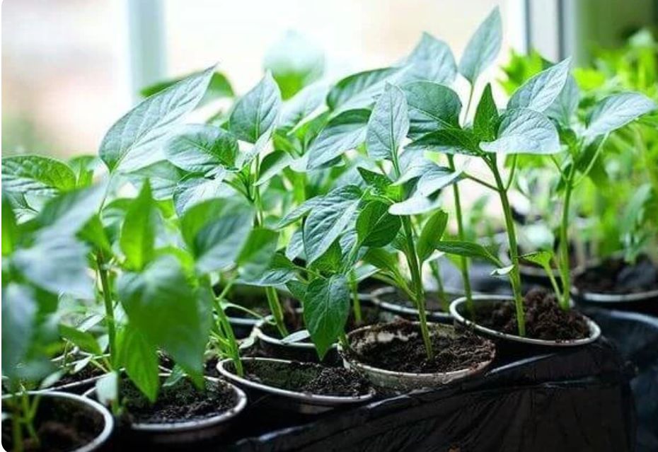 ����������� �����: ������� ��������� ������ � ����� �� ��������