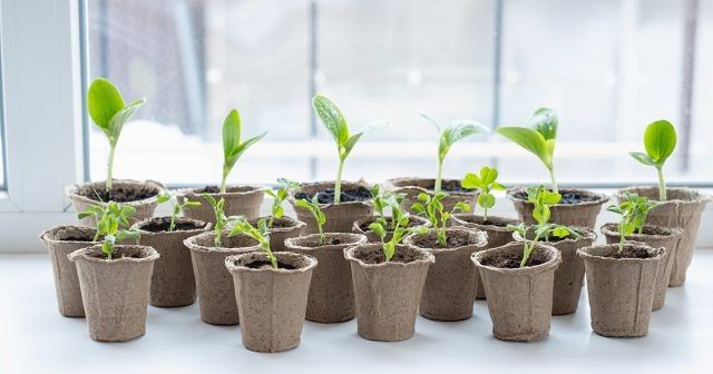 Когда сеять рассаду и как не промахнуться со сроками: простая, рабочая логика