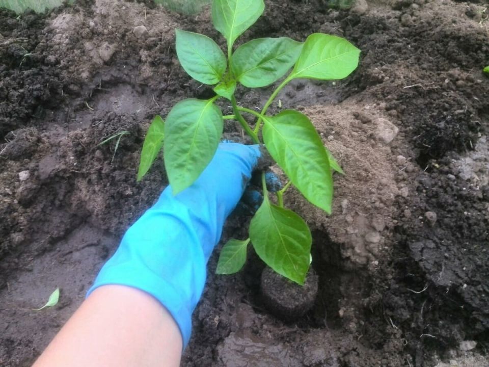 Подготовка рассады перца к высадке: важные рекомендации