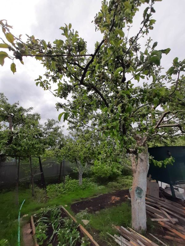 Проблемы с яблонями: что делать, если листья скручиваются и чернеют?