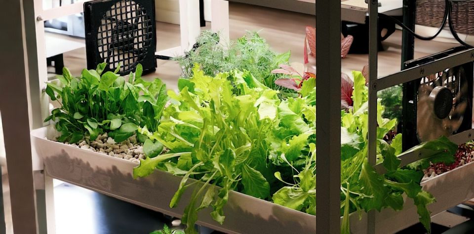 ��� ������� ���� ����-������ ����: ������� ���� � �������� �� �������