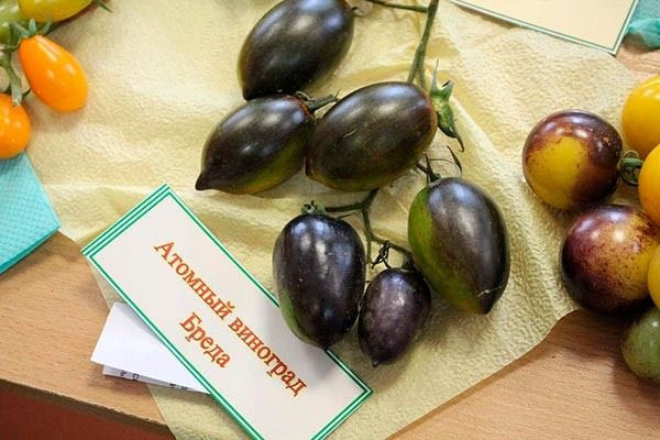 Томаты «Атомный виноград Бреда»: как вырастить уникальные плоды на своем участке