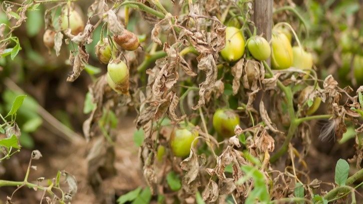 ��� ����� ���������� ������� ����������� �������: ������� ������ �� ������