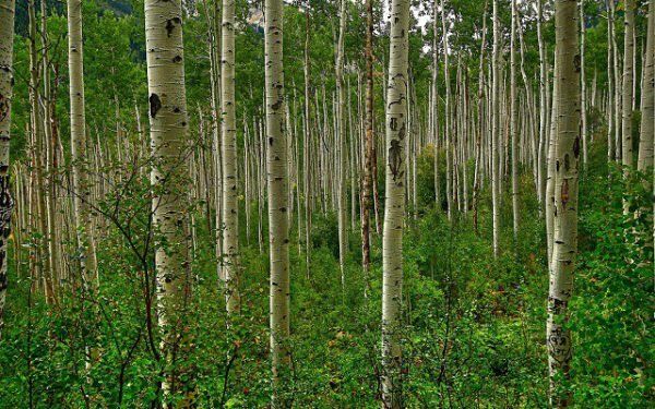 �����: �������� �������� � ���������� � �������� ��������