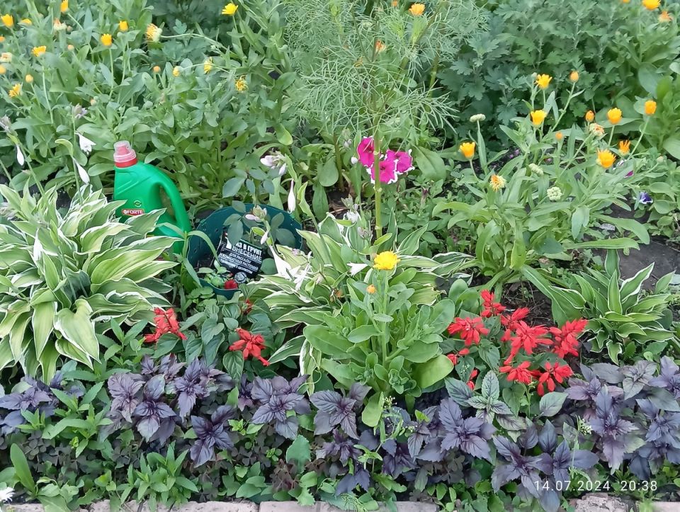 Как выбрать удобрения для хризантем и добиться их быстрого цветения