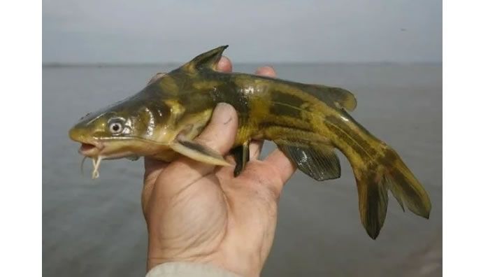 Уха из касатки: традиционный вкус Дальнего Востока