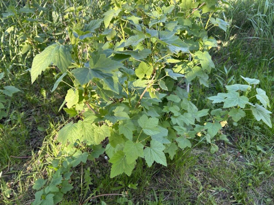 ��� ������ ��� ��� �� ����������� ���: ����������� ������ ������