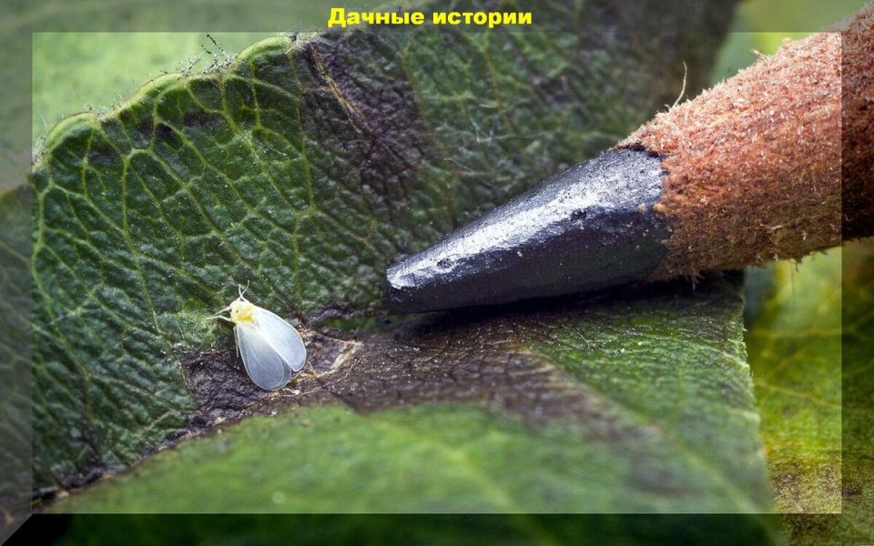 ��������� � �������: ��� ���������� � ��������� � ����������� � �������