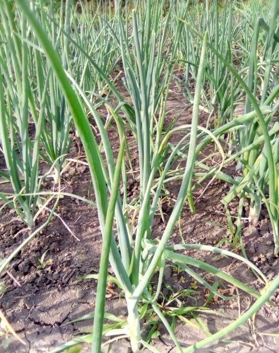 ����� � ��� ������ ������ ���: �������� ������ ��� ��������� ������