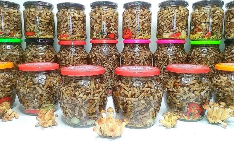 Как замариновать опята на зиму: вкусный рецепт для гурманов