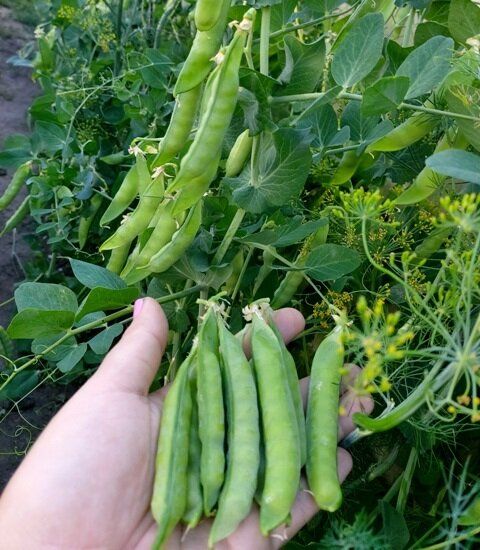 ��� ��������� ��������� �������� �����: ������ �� ����� � �����