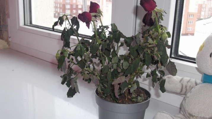 ��� ���������� �������� ��������� ���� �� 48 �����