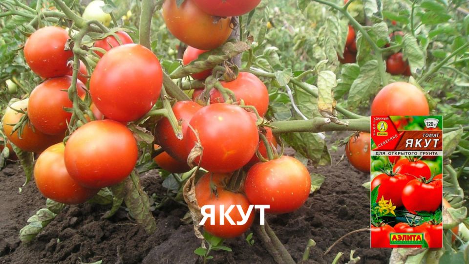 ������� ��������� ������: ��� ����� ������� ��� �������� ���