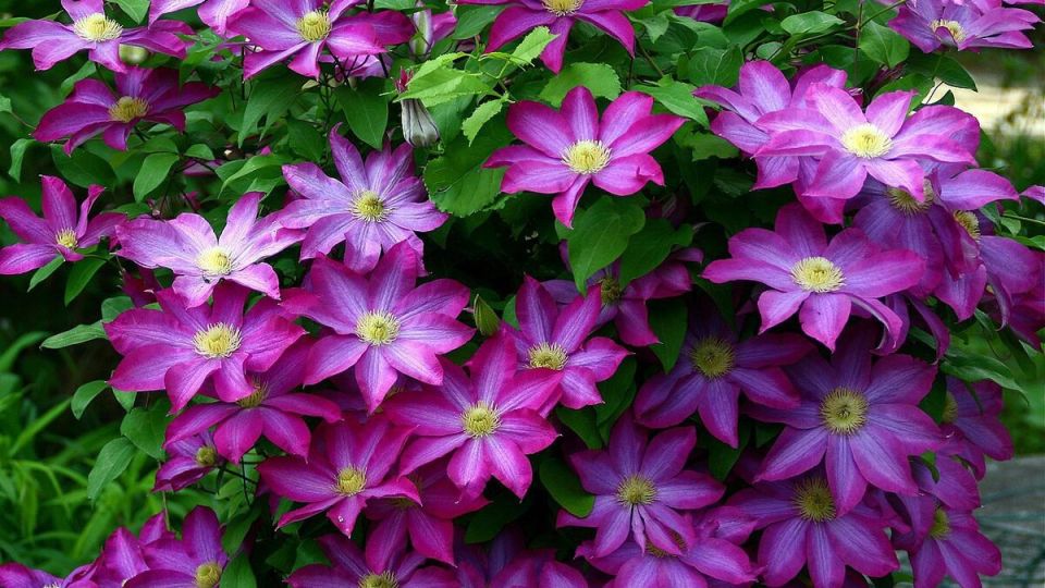 ���������: �������, ������� ������� ��� ���