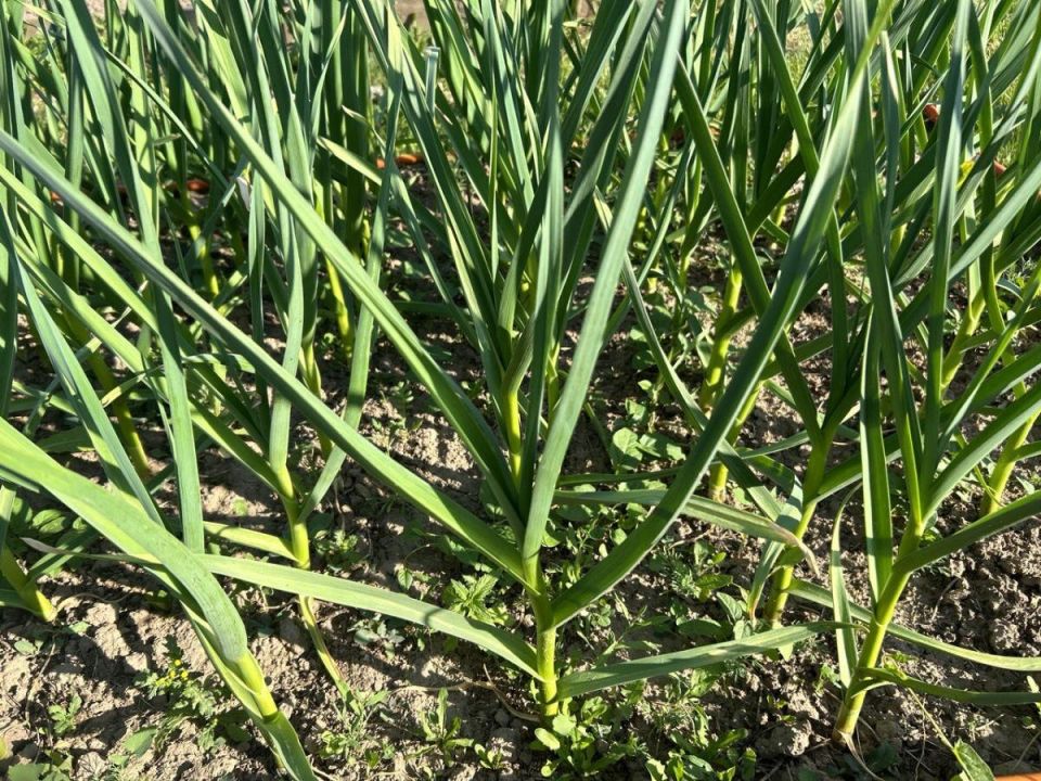 ����� ���������� ��� ������� �������: �������� � �������� � ����� �������