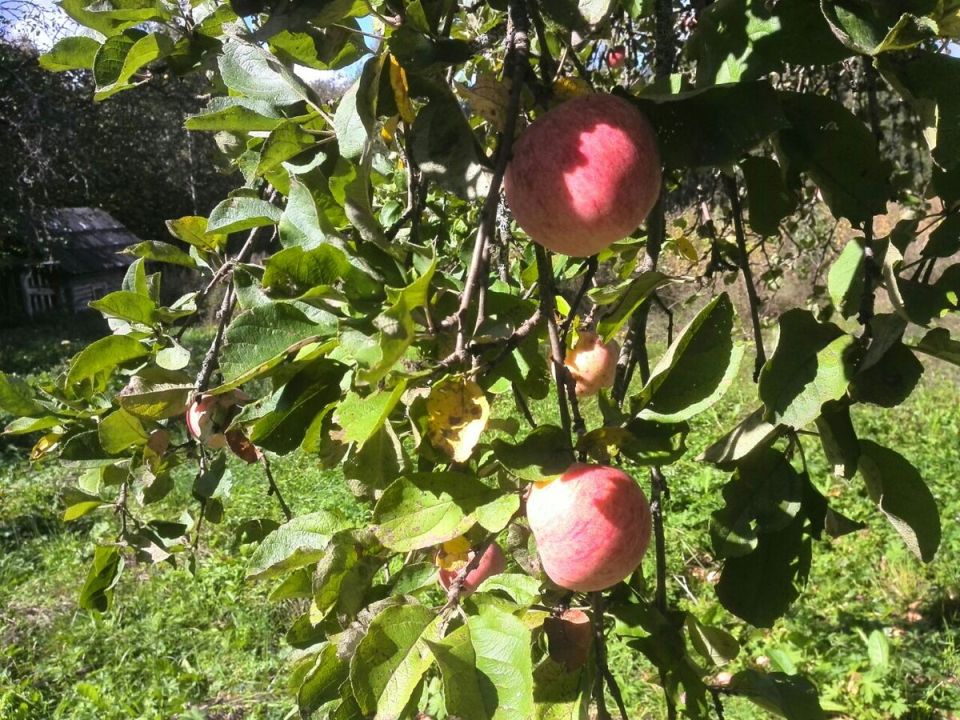 ��� ��������� ������� ������ ��� ������: ������ � ������������