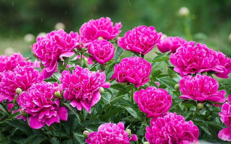 ��� �������� ������� �������� ������: ������� �����