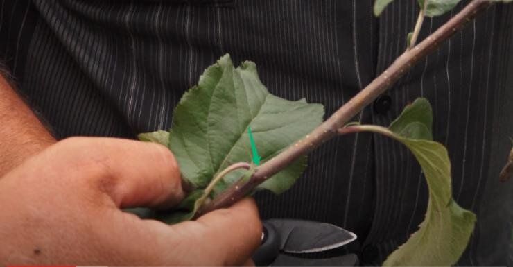 ������� ����� �� ��������: ���������, �������� � ������ �� ����������