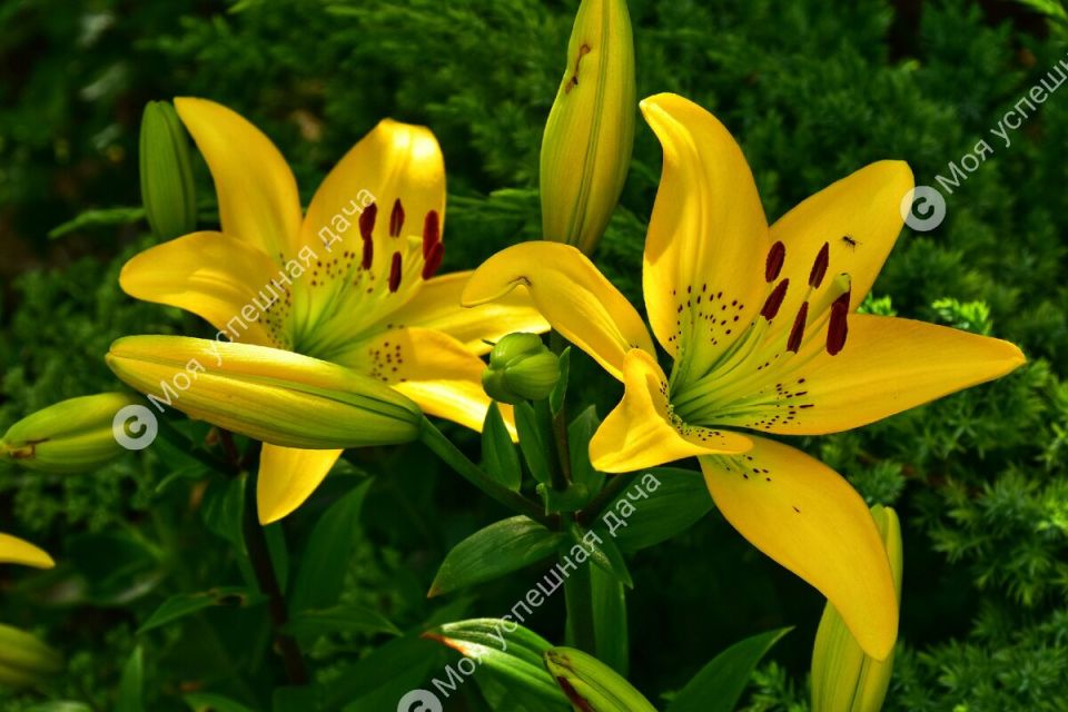 ��� ��������� �� ������� ����� ��������: �������� ������