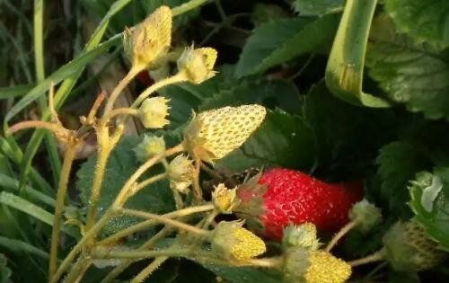 Почему стоит укрывать клубнику поздно: три довода в пользу терпения