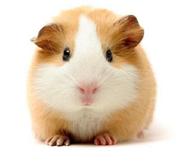 ��� ������� �������: ������� ������ ��� �������?