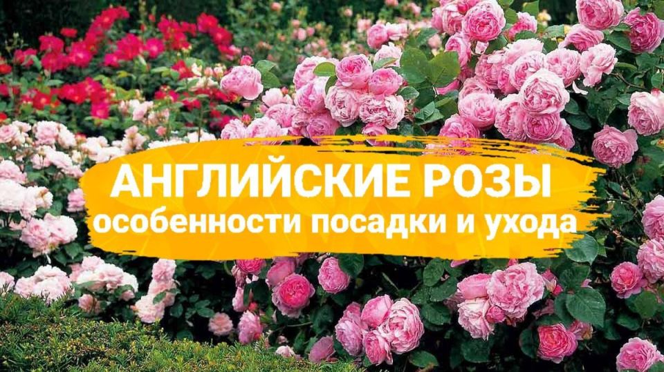 Английские розы: элегантность и простота в вашем саду
